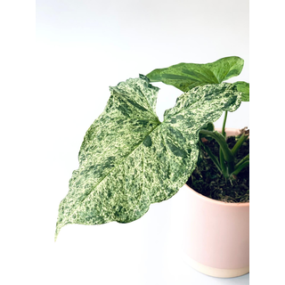 Syngonium podophyllum Mottled Arrowhead Ableger