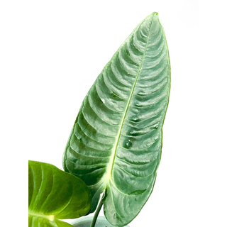 Anthurium veitchii M THE KING