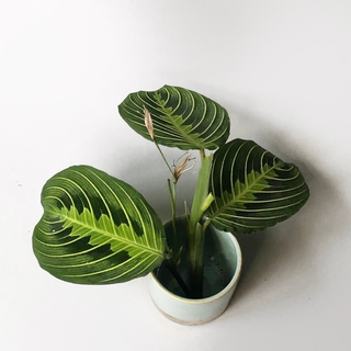 Maranta Lemon Lime Cutting