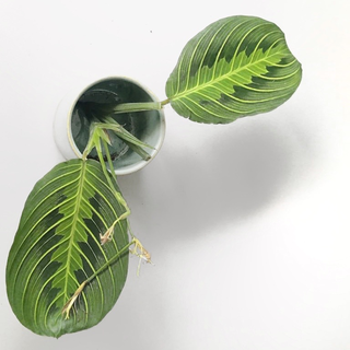 Maranta Lemon Lime Cutting