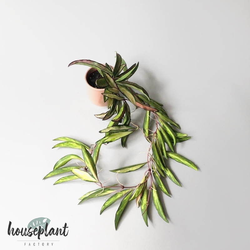 Hoya wayetii tricolor variegata Babyplant Houseplant Factory Rare