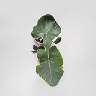 Xanthosoma variegata Mickey Mouse rare