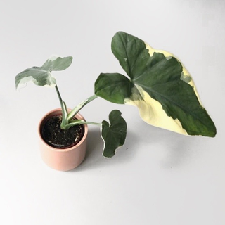 Xanthosoma variegata Mickey Mouse - selten