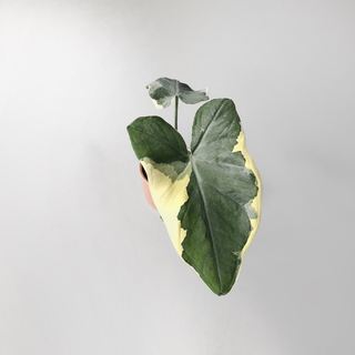 Xanthosoma variegata Mickey Mouse - selten