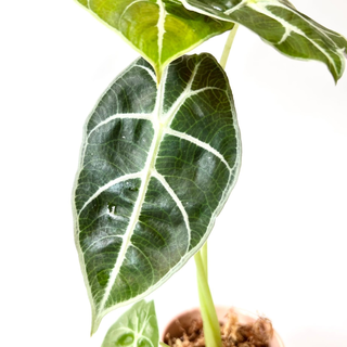 Alocasia Longiloba Babyplant