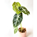 Alocasia Longiloba Babyplant