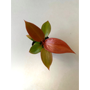 Philodendron Red Sun Babyplant