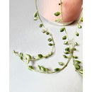 Senecio rowleyanus string of pearls Variegata Babyplant (...