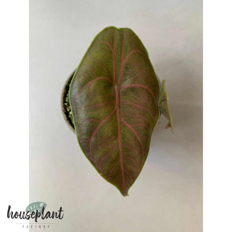 thumbnail image 2 of Alocasia Azlanii, Furniture & Home Living, Gardening, Plants & Seeds On 2 of 10