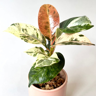 Ficus Shivereana Moonshine Babyplant selten