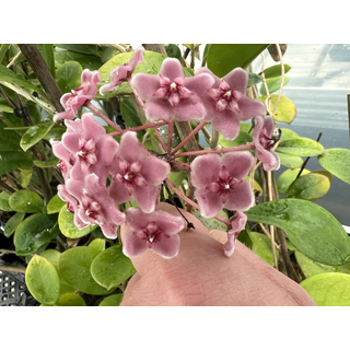 Hoya fungii
