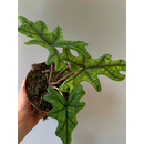 Alocasia jacklyn M