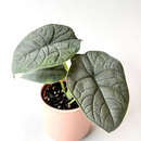 Alocasia melo Babyplant