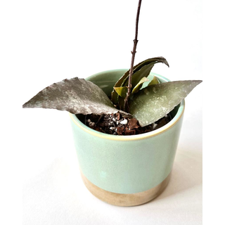 Hoya caudata Sumatra