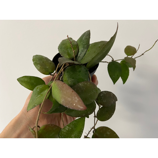 Hoya caudata Sumatra