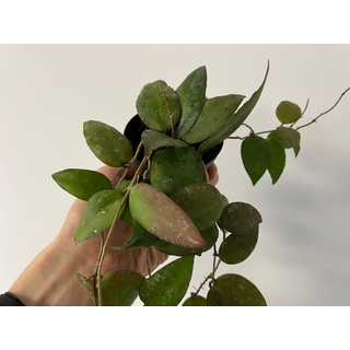 Hoya caudata Sumatra