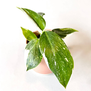 Philodendron White Wizard Babyplant