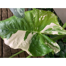 Alocasia Macrorrhiza variegata Bulb