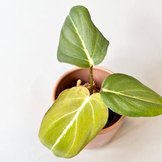 Philodendron gloriosum Babyplant