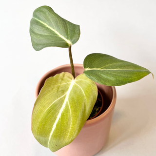 Philodendron gloriosum Babyplant