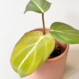 Philodendron gloriosum Babyplant