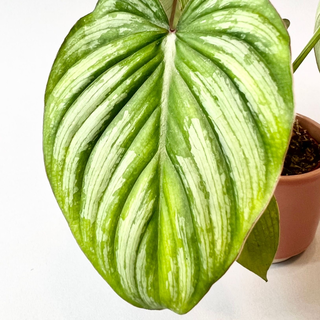 Philodendron Mamei Babyplant