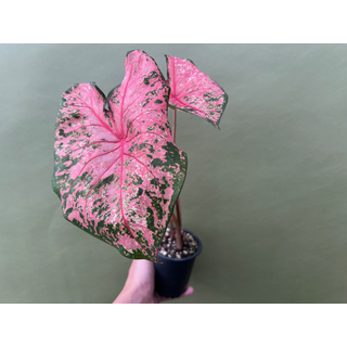 Caladium Pink Beauty