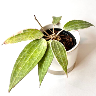 Hoya macrophylla green