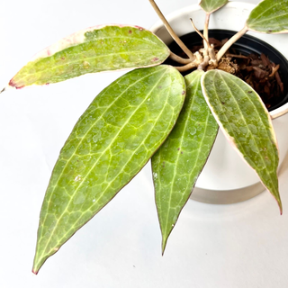 Hoya macrophylla green