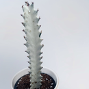 Euphorbia lactea White Ghost Cutting