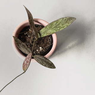 Hoya sigillatis Babyplant