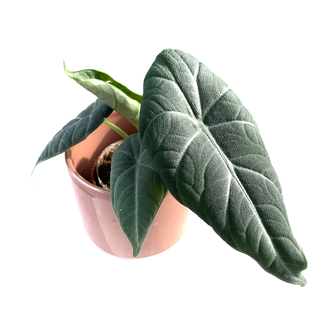 Alocasia Maharani Babyplant