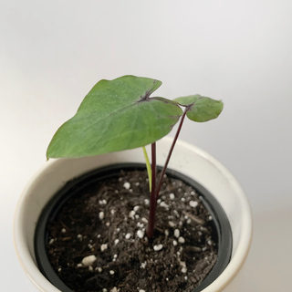 Colocasia Pharaohs Mask Babyplant