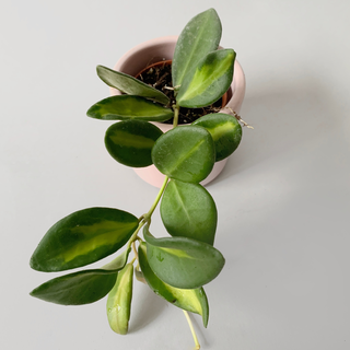 Hoya Burtoniae Variegata Babyplant