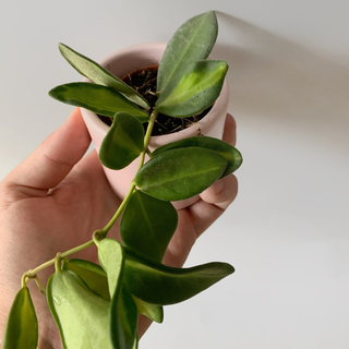 Hoya Burtoniae Variegata Babyplant