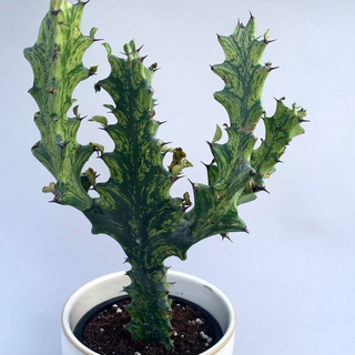 Euphorbia trigona variegata XL 