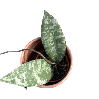 Hoya caudata Babyplant