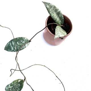 Hoya caudata Babyplant