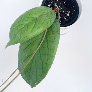 Hoya vitellinoides