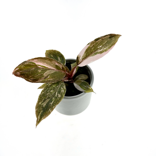 Philodendron Pink Princess Babyplant