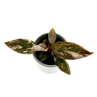 Philodendron Pink Princess Babyplant