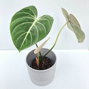 Philodendron gloriosum