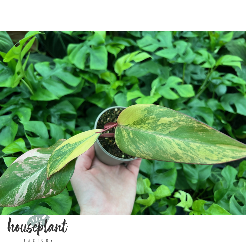 Philodendron Strawberry Shake - Houseplant Factory - Besondere Zimmer