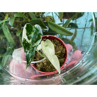 Alocasia bambino variegata Babyplant