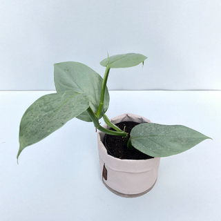 Philodendron hastatum silver sword