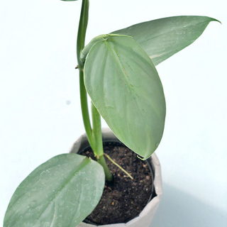 Philodendron hastatum silver sword