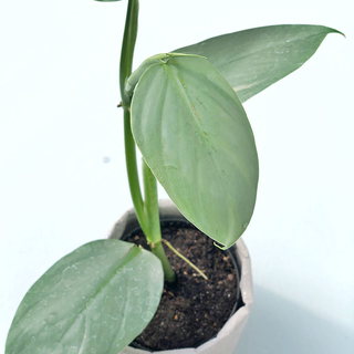 Philodendron hastatum silver sword
