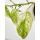 Epipremnum pinnatum green variegata Cutting