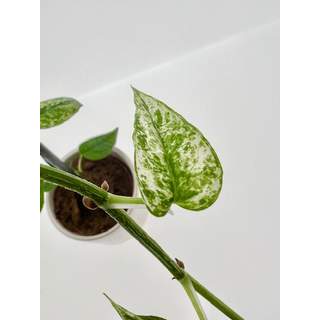 Epipremnum Cebu Blue Variegata Cutting