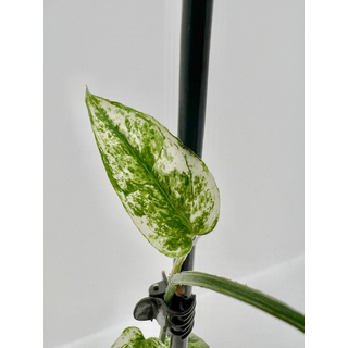 Epipremnum Cebu Blue Variegata Cutting